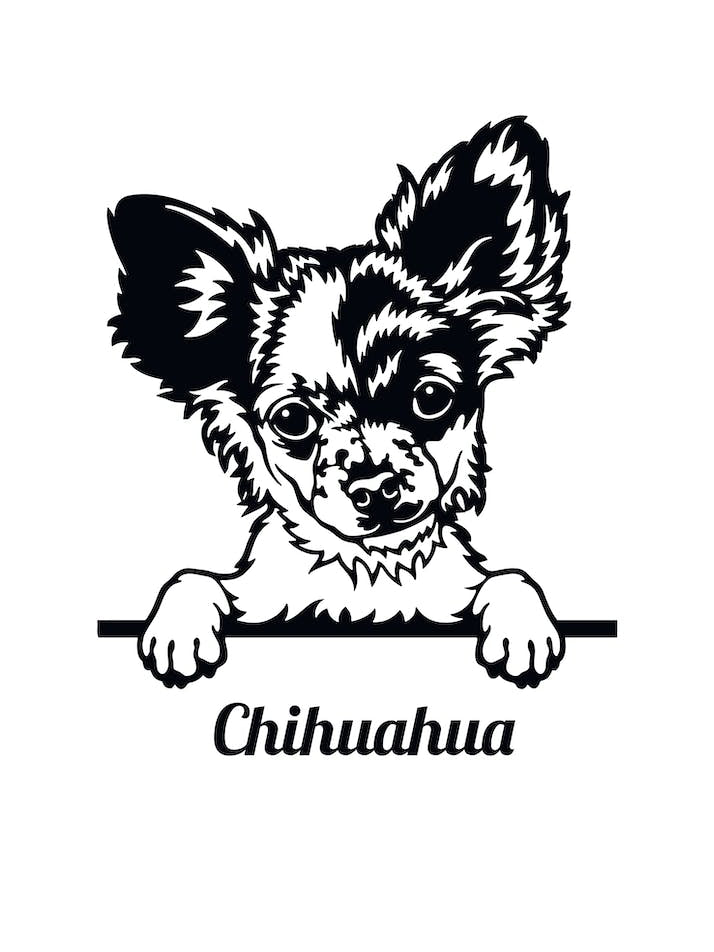 Dog Chihuahua