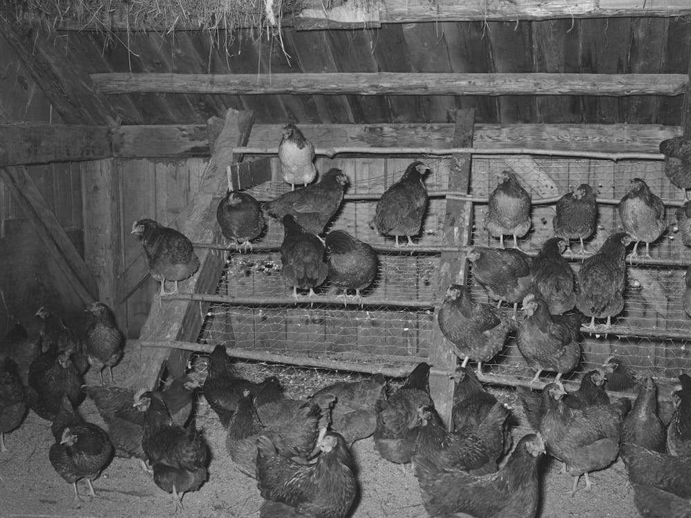 Hen House Of Fsa (Farm Security Administration) Client, Orange County, Near Bradford, Vermont By Russell Lee