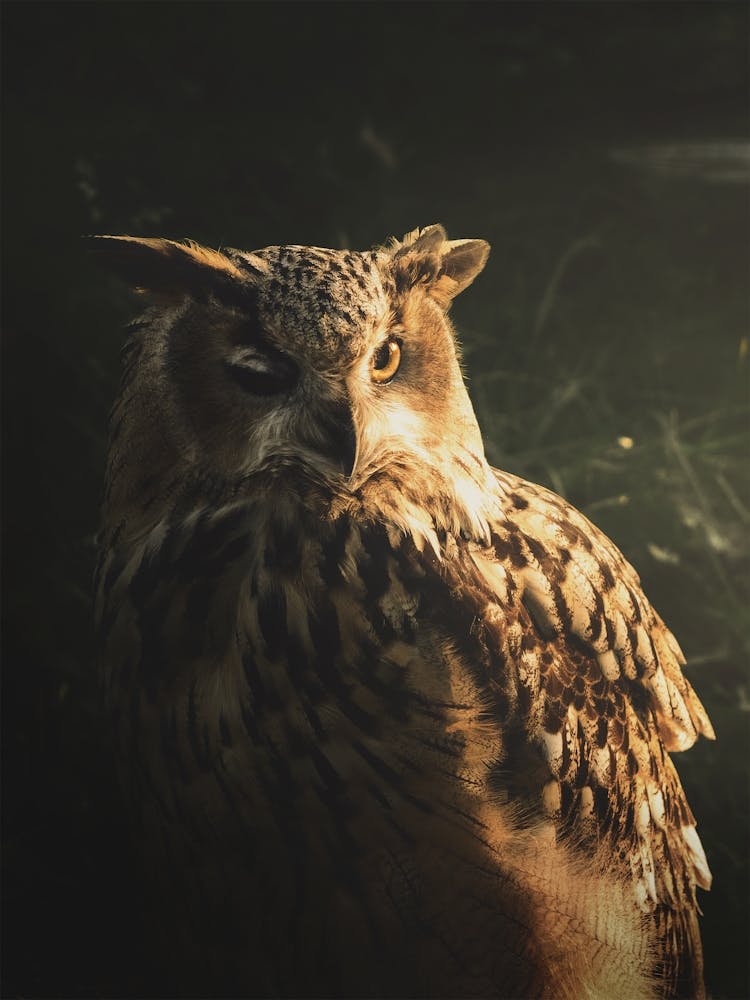 An Owl In The Sunlight