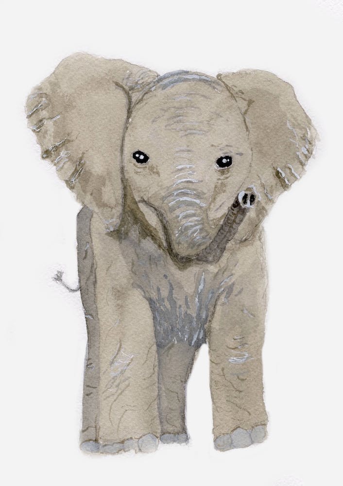 Baby Elephant