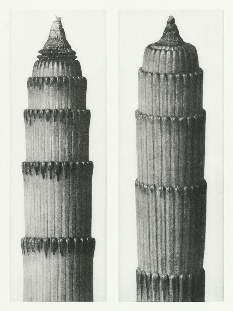 Winter Horsetail (1928), Karl Blossfeldt
