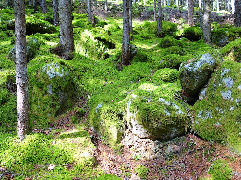 Moss Covered Rocks In The Forest