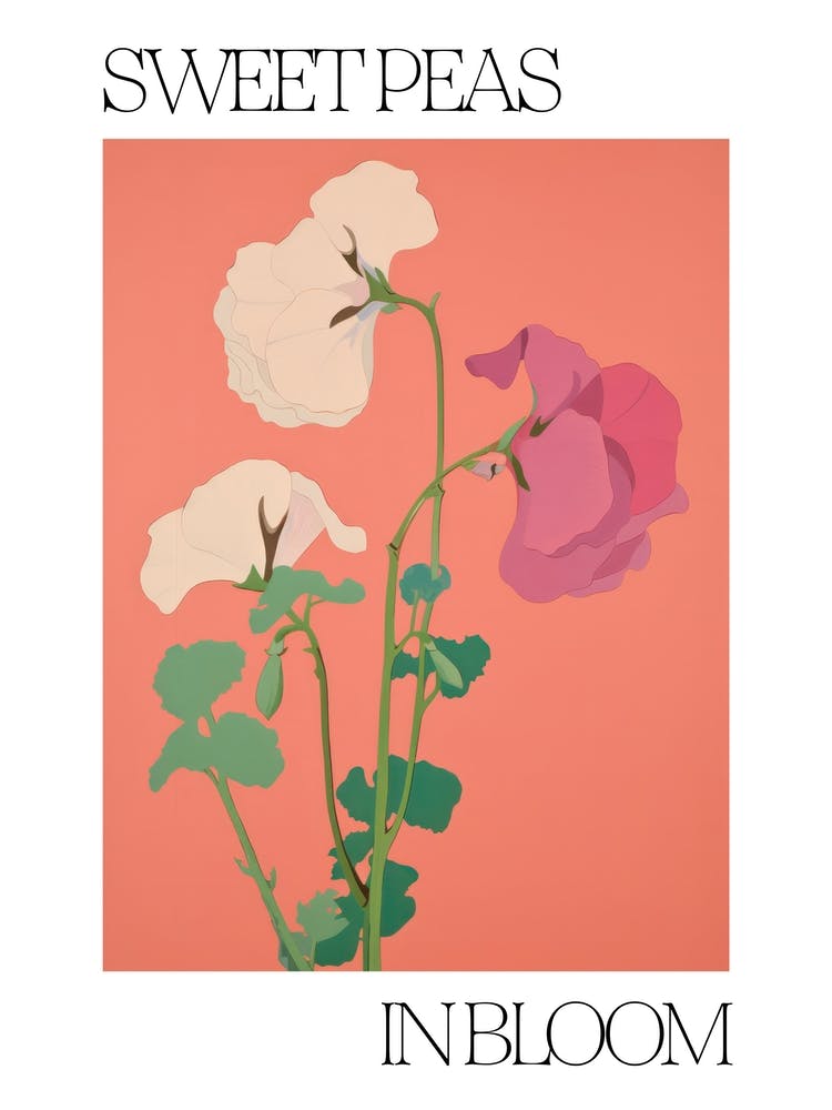 Sweet Peas In Bloom Flowers Bold Illustration 2