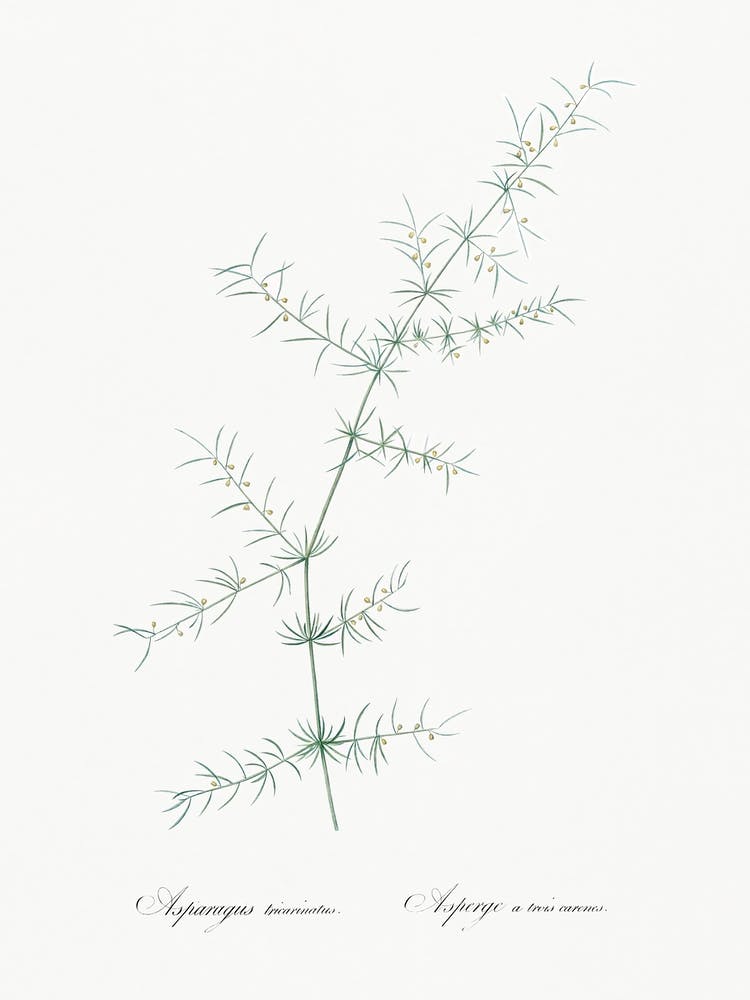 Climbing Asparagus Illustration From Les Liliacées (1805), Pierre Joseph Redoute