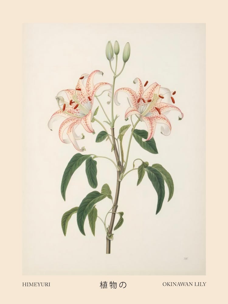 Himeyuri Okinawan Lily 1 Vintage Japanisches Botanisches Poster