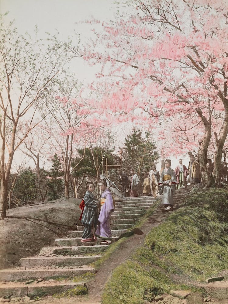 Vintage Japanese Photograph Cherry Blossom