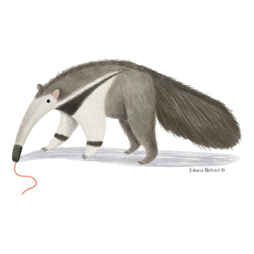 Anteater