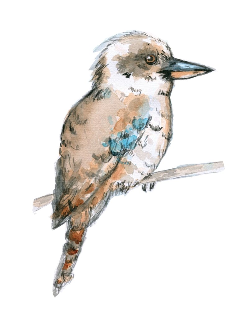 Kookaburra