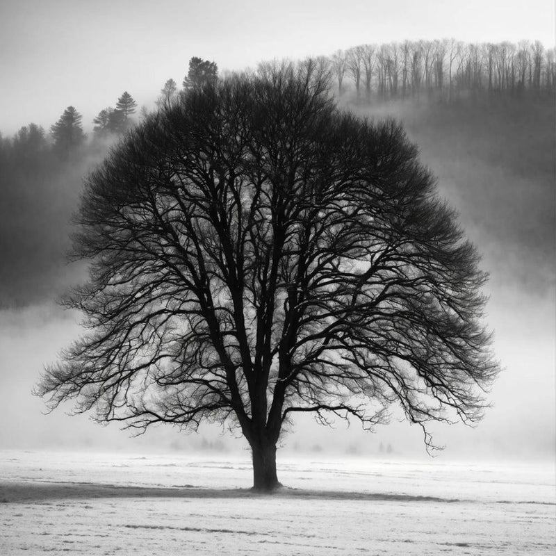 Lone Tree