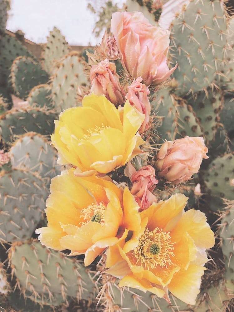 Pricky Pear Flowers