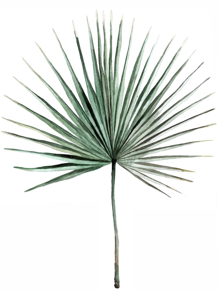 Botanical Illustration   Fan Palm