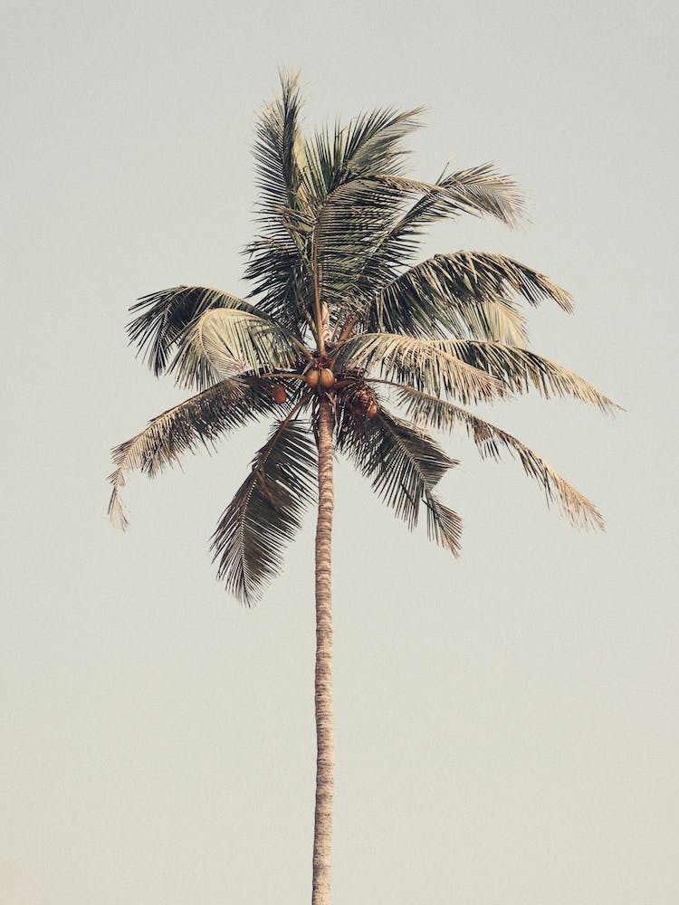 Palm Tree 1