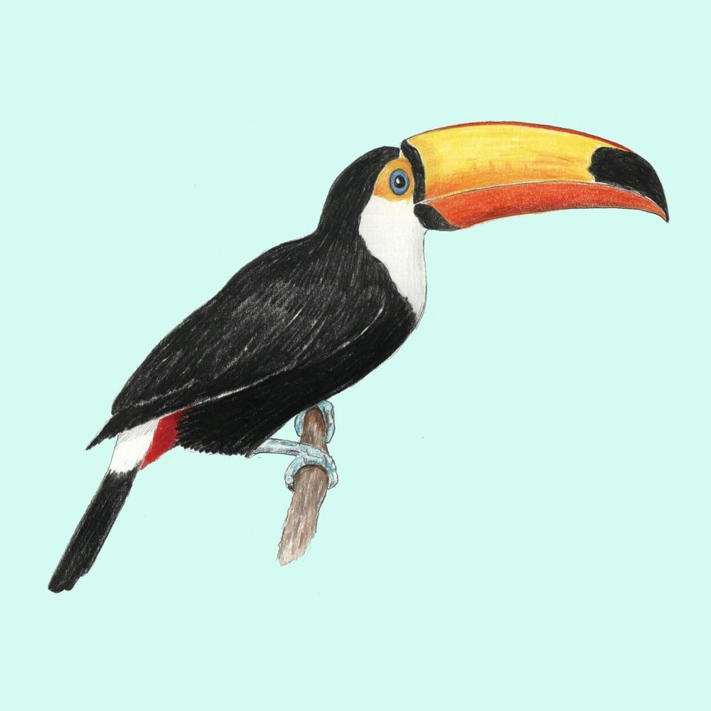 Toucan Toco Carré