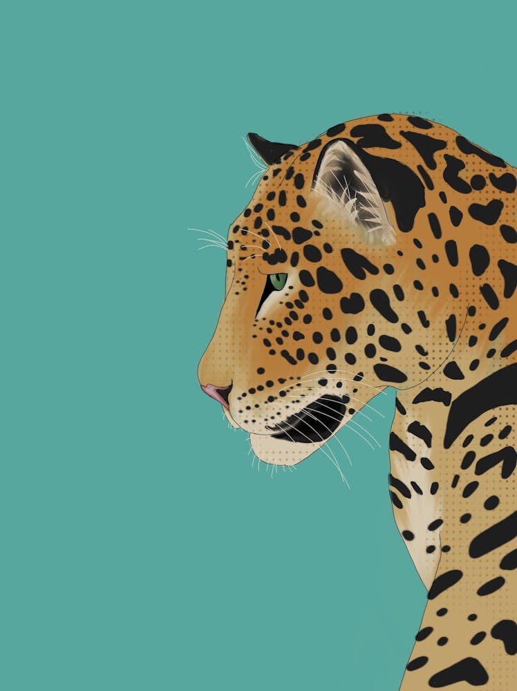 Jaguar 1