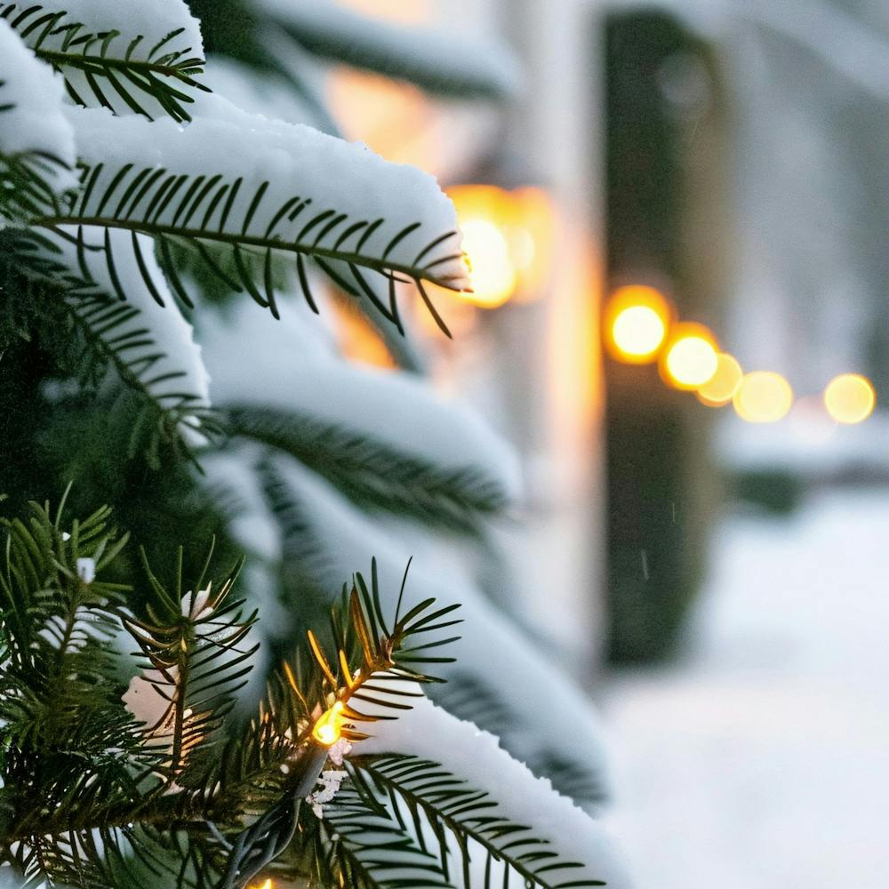Christmas Tree In The Snow 5