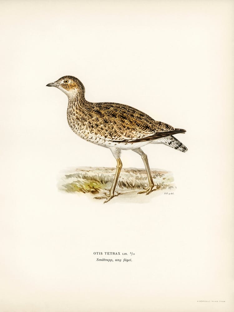 Little Bustard, The Von Wright Brothers