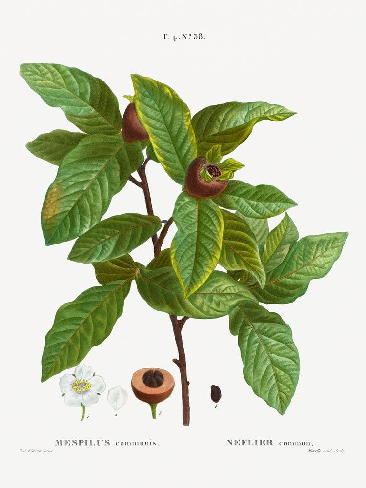Medlar, Pierre Joseph Redoute