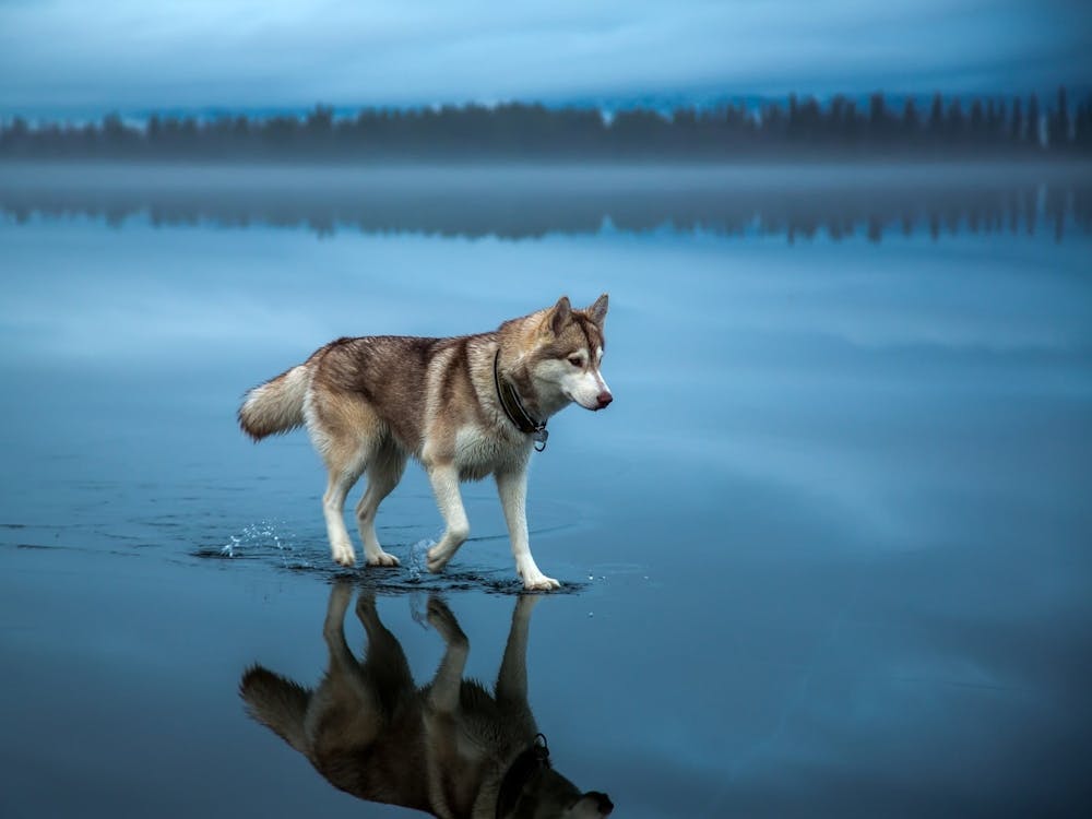 Husky Dog Walking In Water