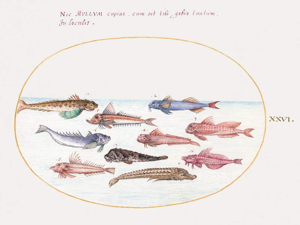 Gurnards, Dragonets And Other Fish (1575–1580), Joris Hoefnagel