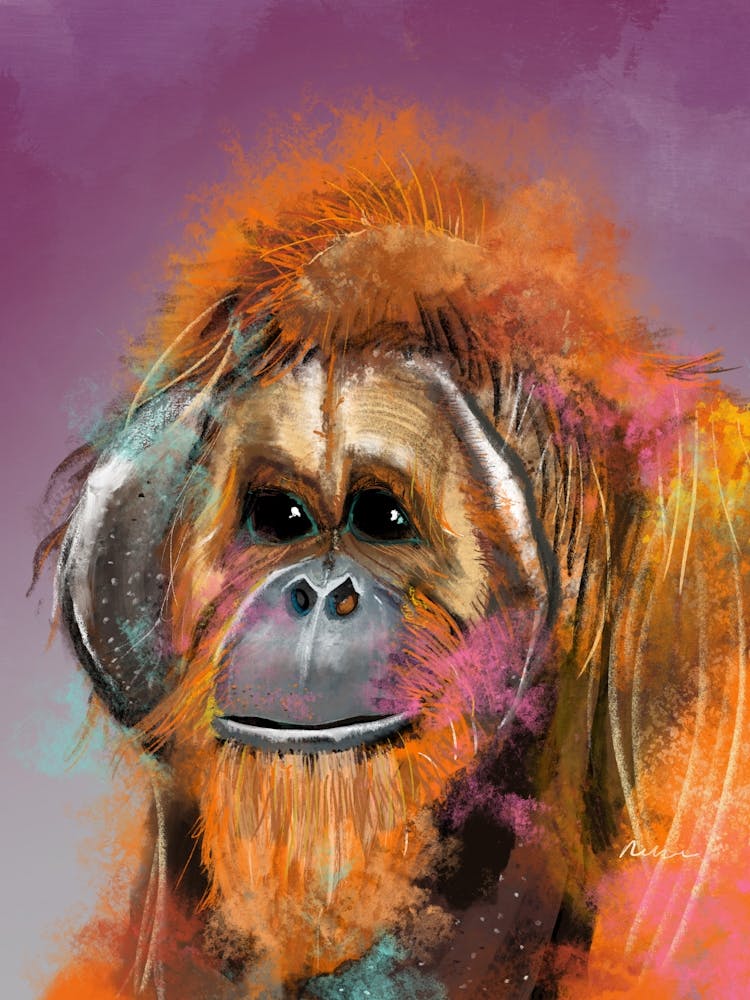 Orangutan Moneky
