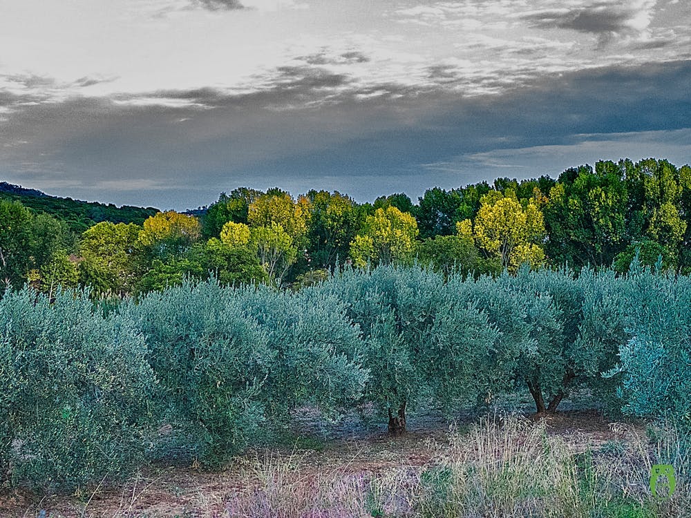Olive Groves In The Mountains 20221022538pub