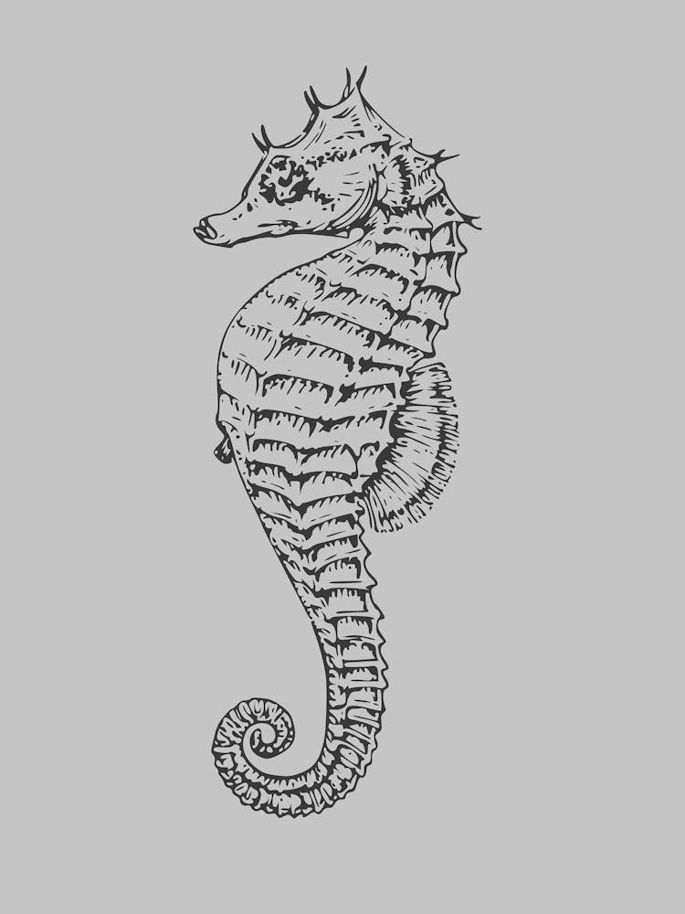 Seahorse 1