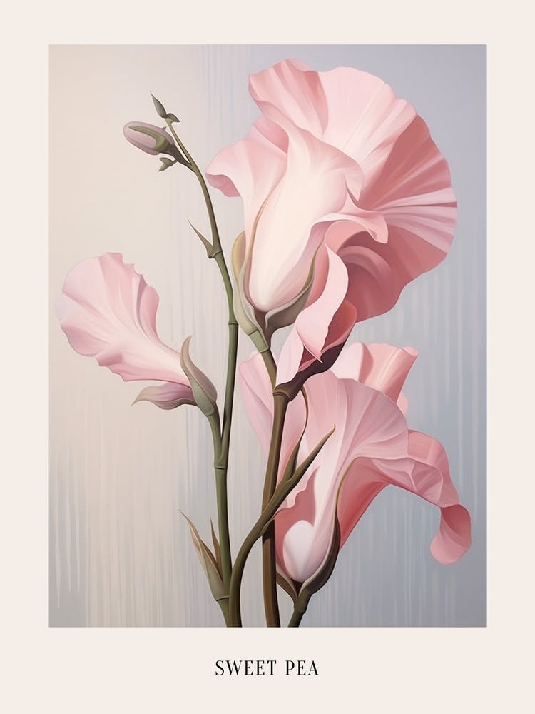 Floral Illustration Sweet Pea 3 Poster