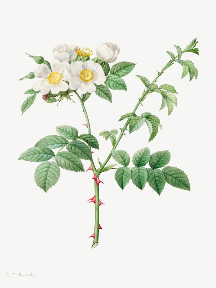Brier Bush Rose Or Dog Rose, Pierre Joseph Redoute (2)