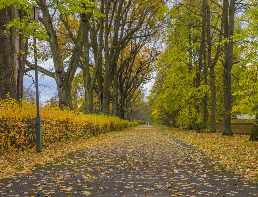 Autumn Leaves In The Park 2