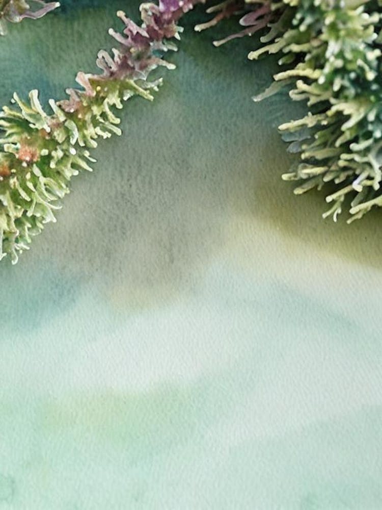 Acropora Papillare Storybook Watercolour