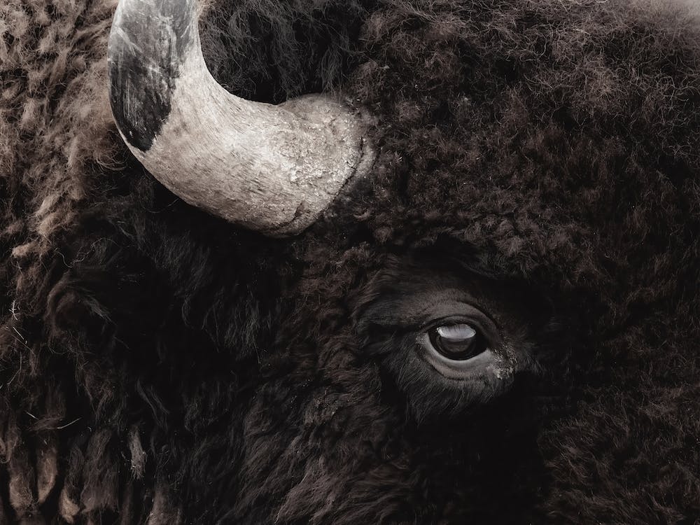 Bison Profile