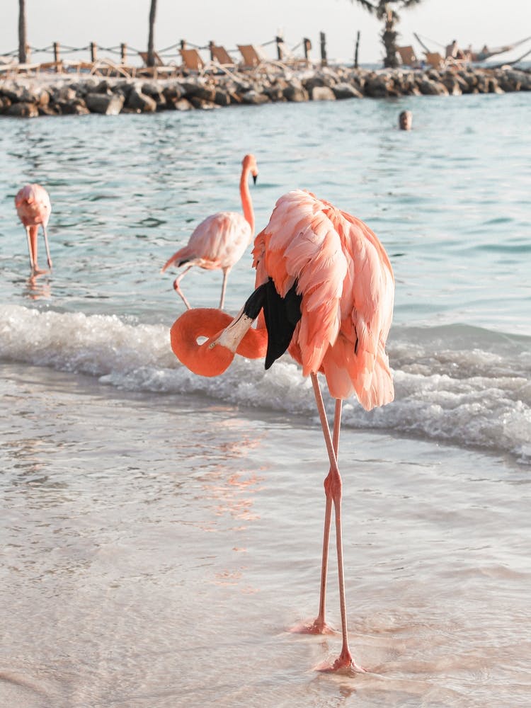 Flamingo Beach