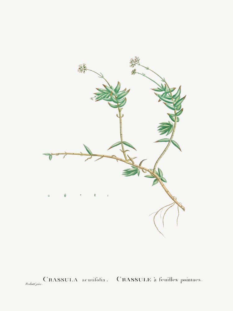 Crassula Acutifolia, Pierre Joseph Redoute