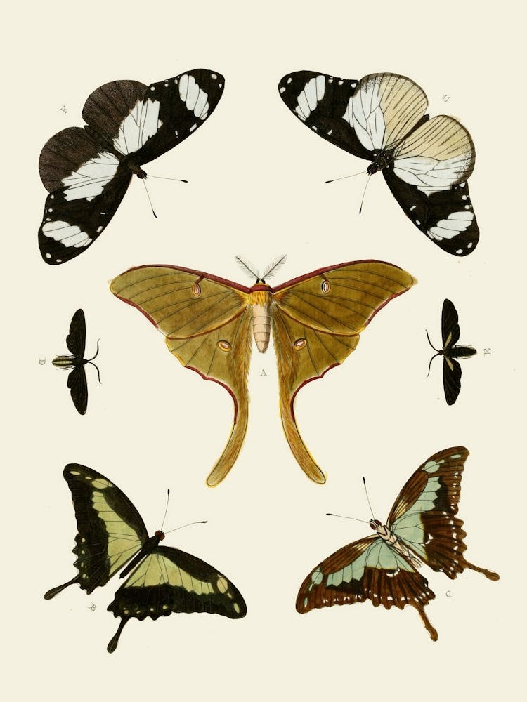 Moths And Butterflies