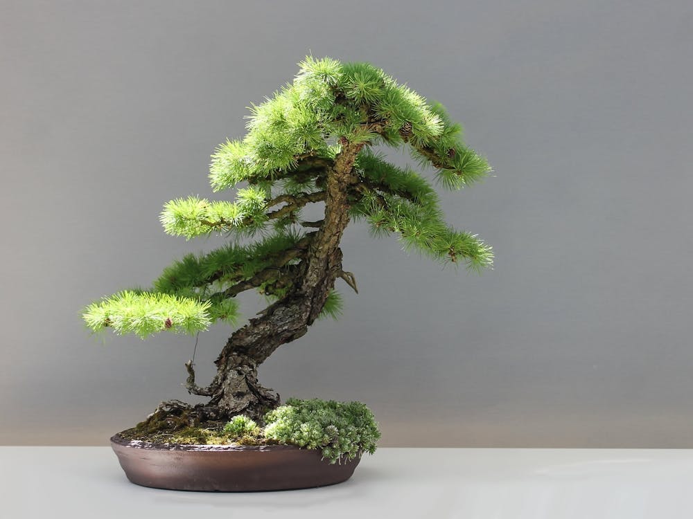 Bonsai Tree