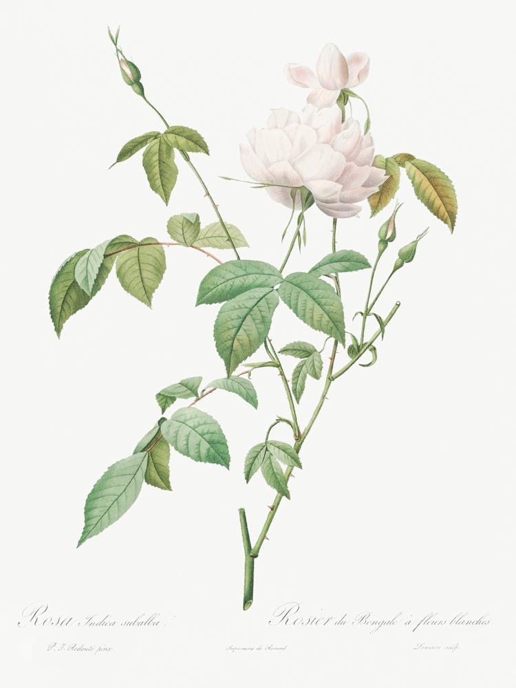 Sorte der Monatsrose, auch bekannt als Bengalen-Rose, mit weißen Blüten, Pierre Joseph Redoute