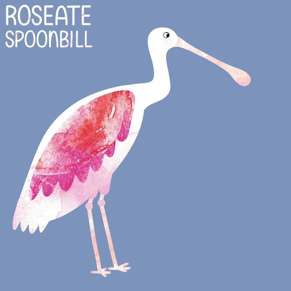 Roseate Spoonbill Bird