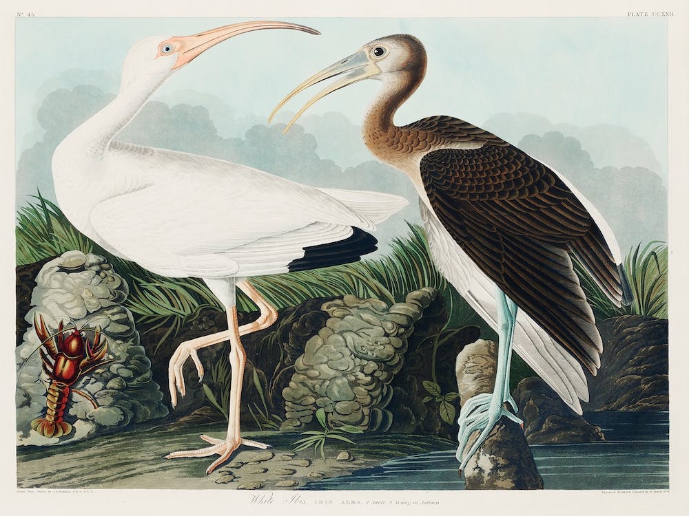 White Ibis, Birds Of America, John James Audubon