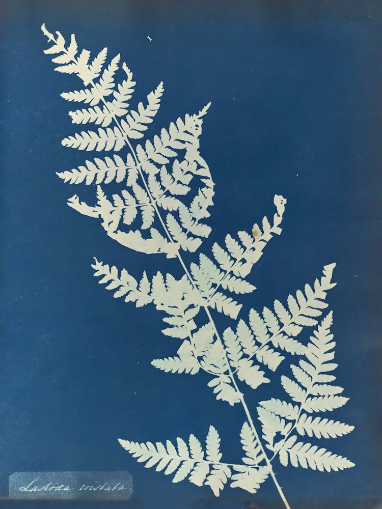 Fern Leaf 8