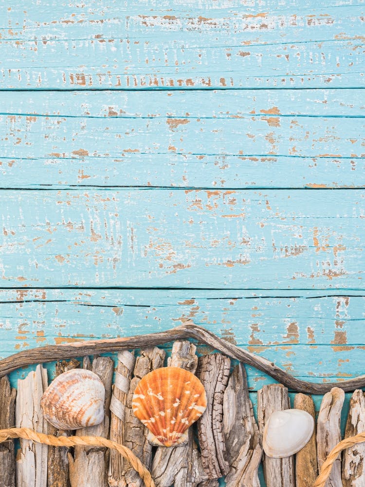 Sea Shells And Driftwood
