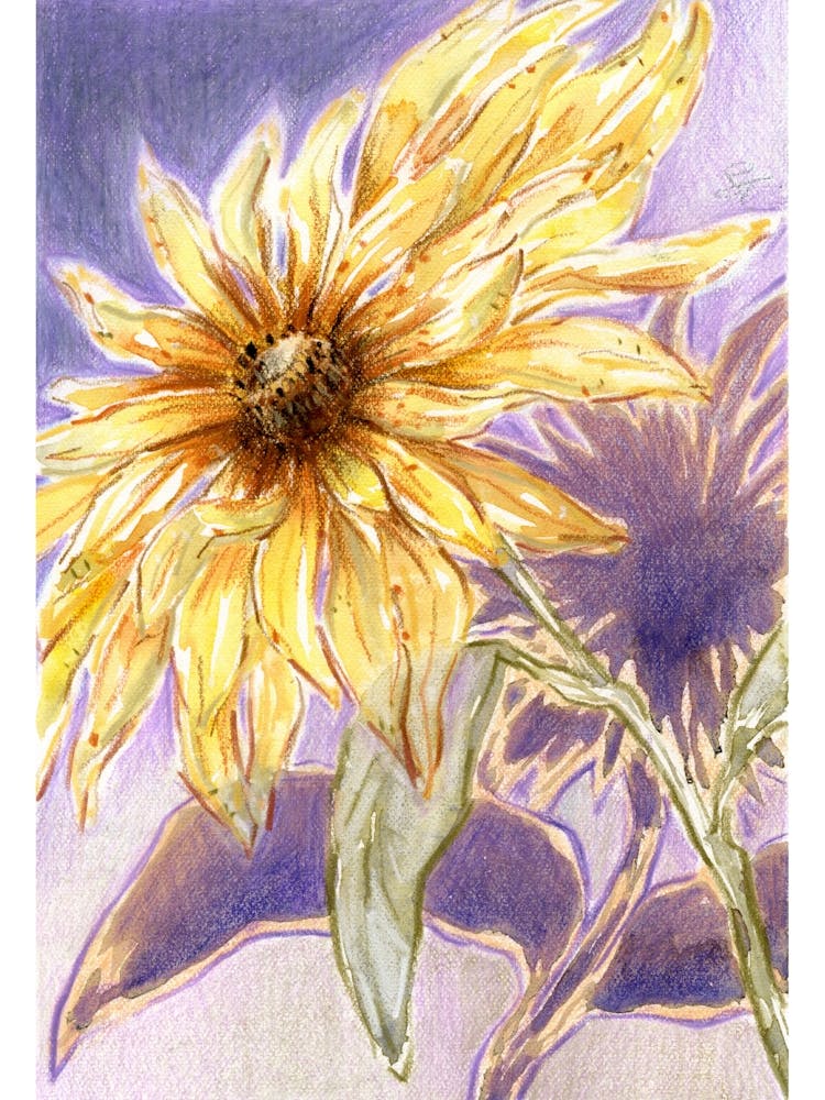 Sunflower Yellow Flowers