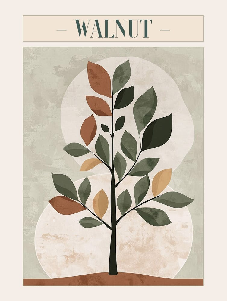 Walnut Tree Minimal Japandi Illustration 4 Poster