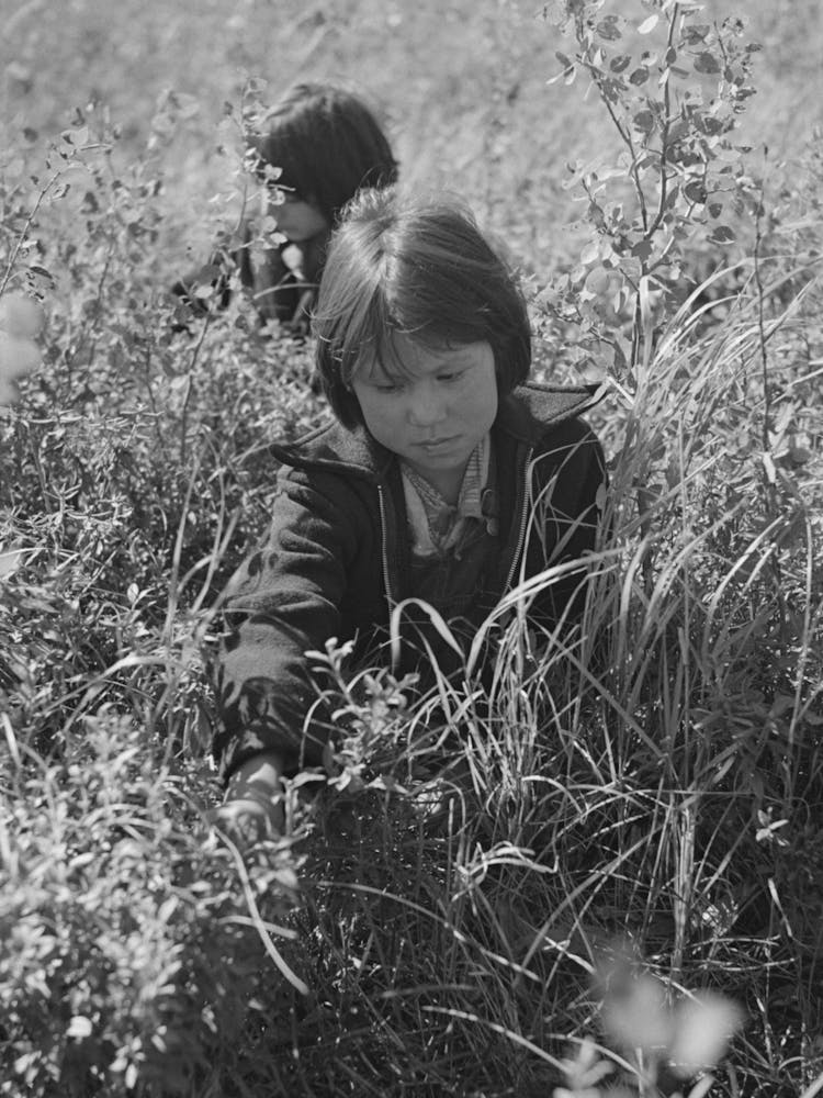 Untitled Photo, Possibly Related To Child Picking Blueberries, Near Little Fork, Minnesota By Russell Lee