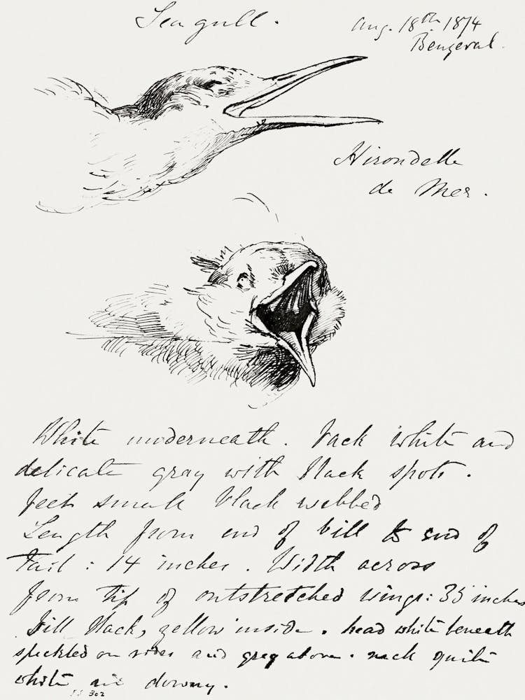 Seagull (1874), John Singer Sargent