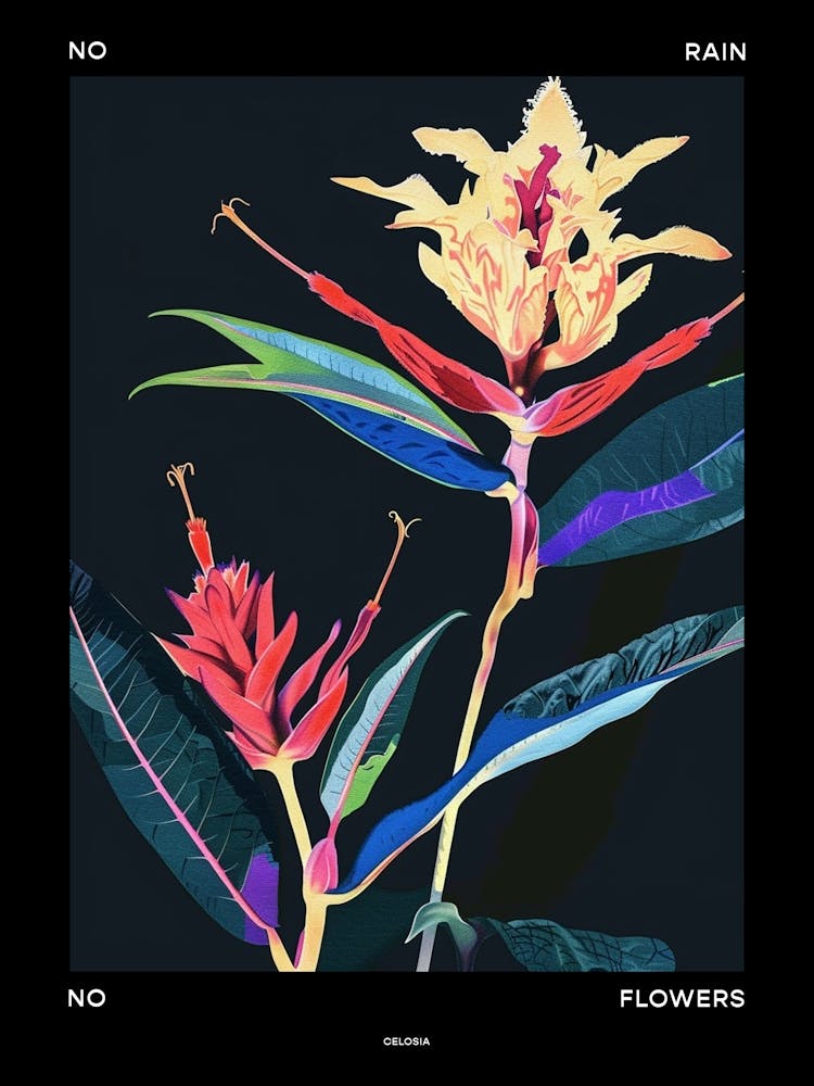 No Rain No Flowers Poster Celosia 2