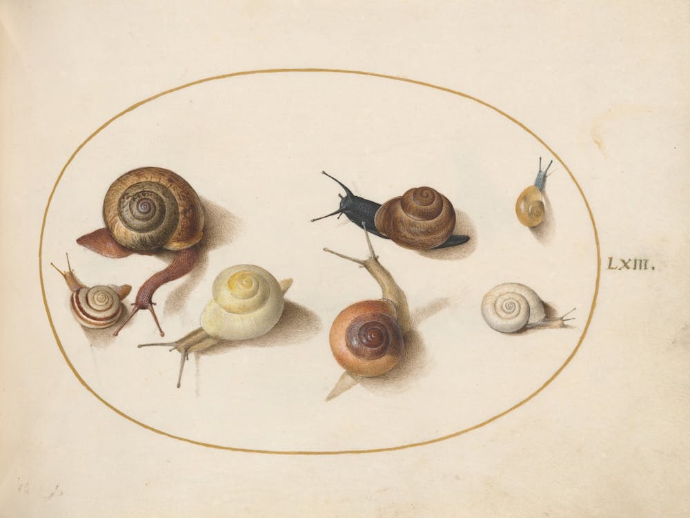 Animalia Qvadrvpedia et Reptilia (c. 1575-1580), Joris Hoefnagel (13)