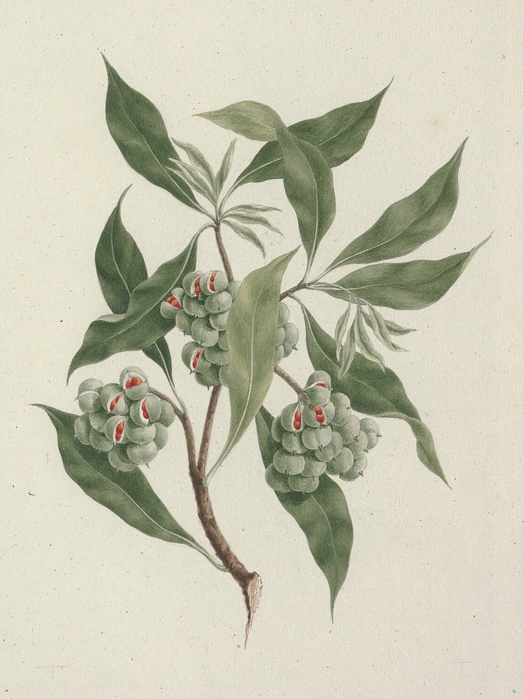 Pittosporum Viridiflorum Sims (Pittosporum), Luigi Balugani