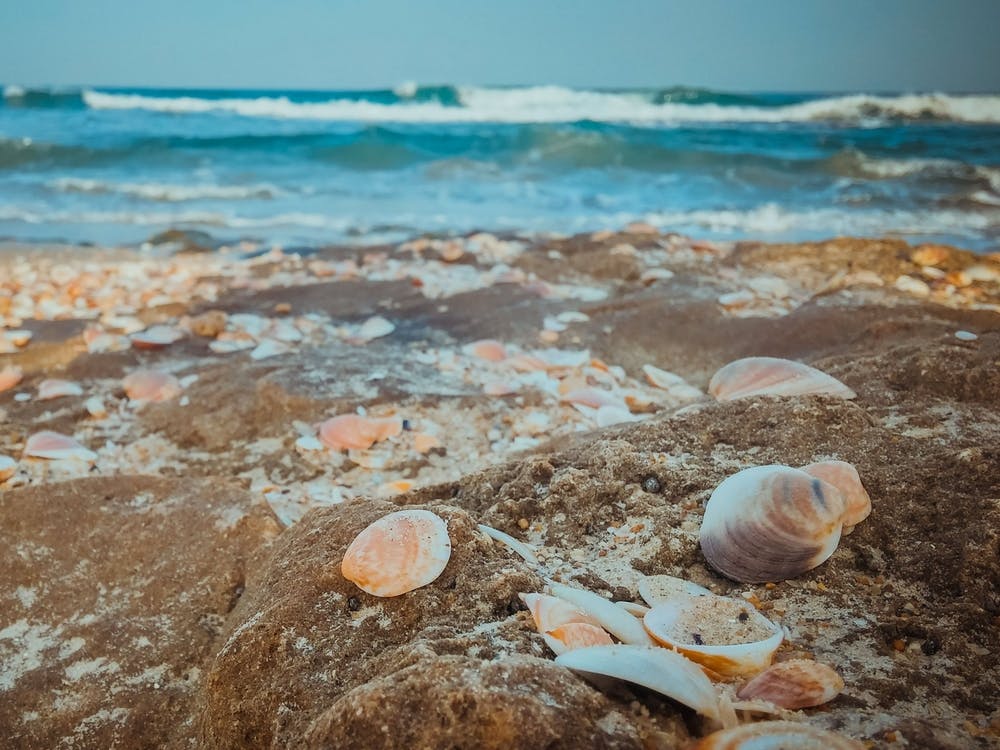Sea Shells On The Beach 6
