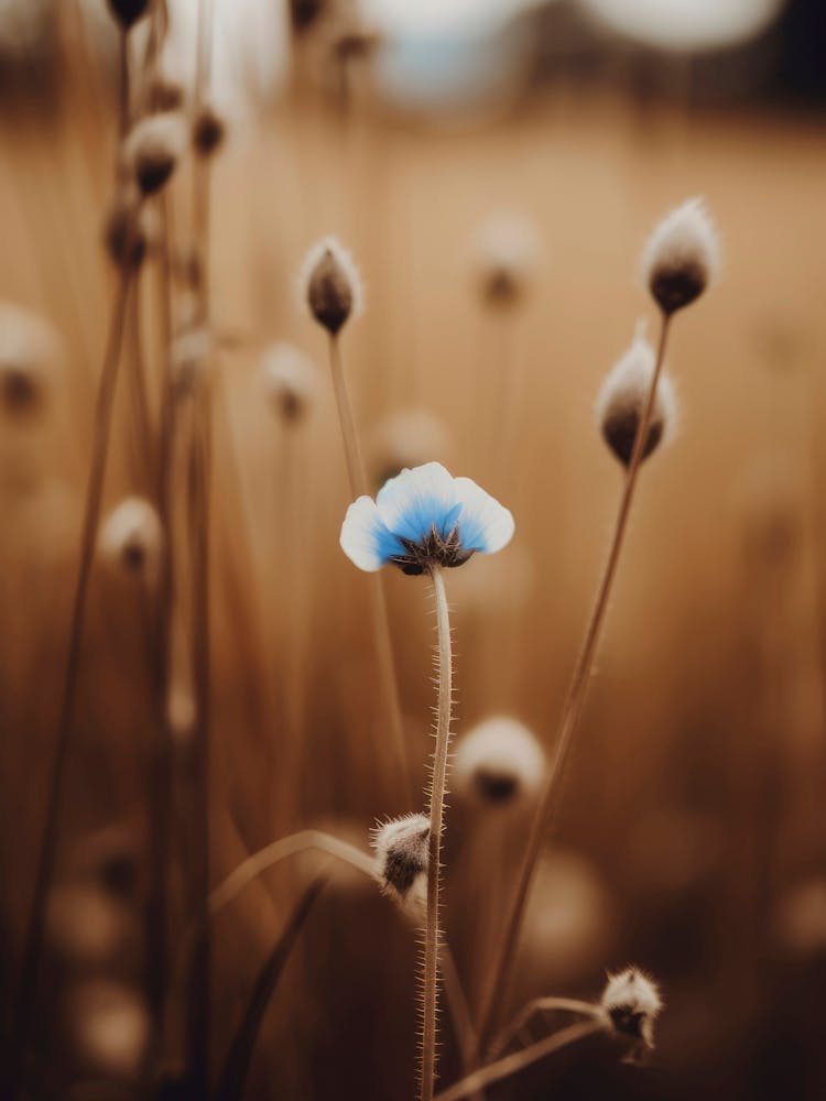 Blue Corn Flower No 4