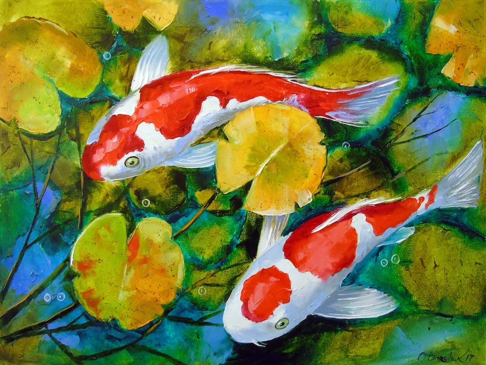Koi fish in the pond 1